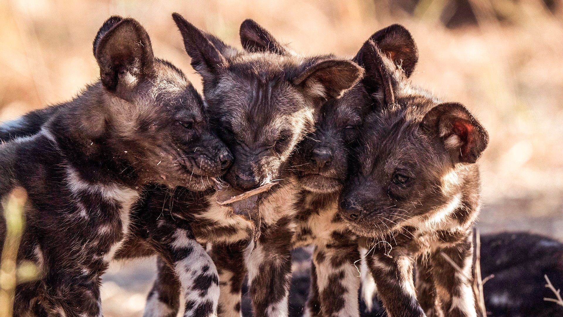 Serengeti 2019  [S01E03] - Invasion
