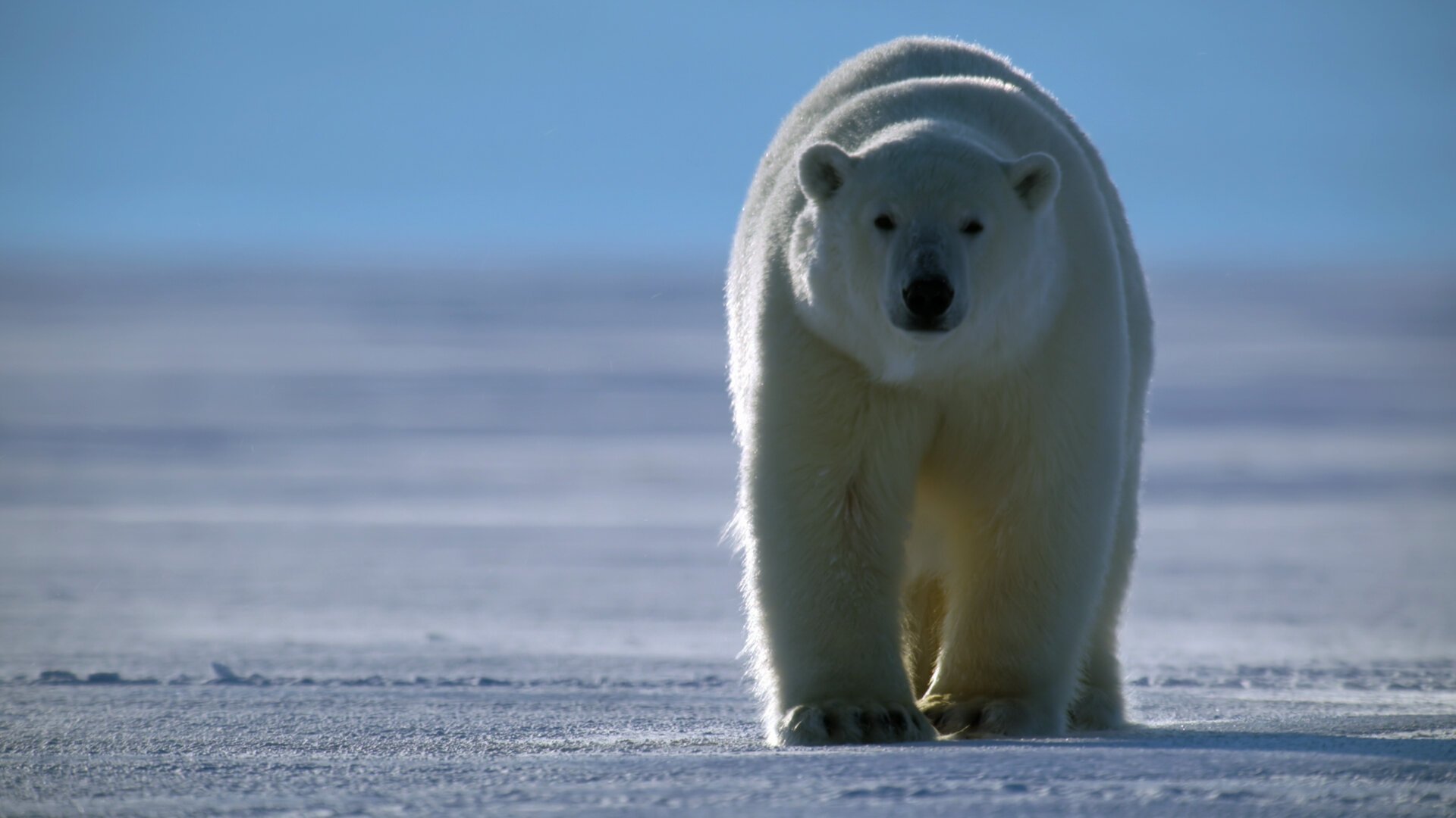 Animal 2022  [S02E03] - Bears