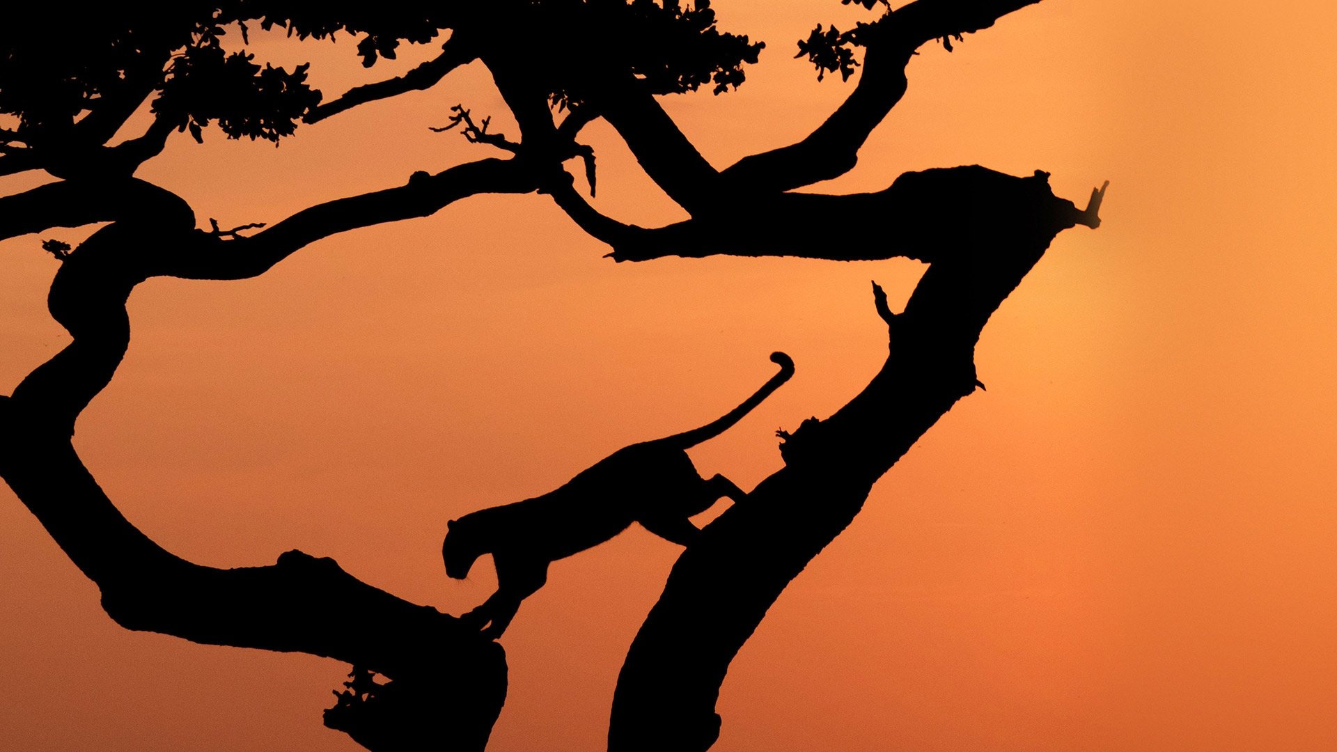 Serengeti 2019  [S01E06] - Rebirth