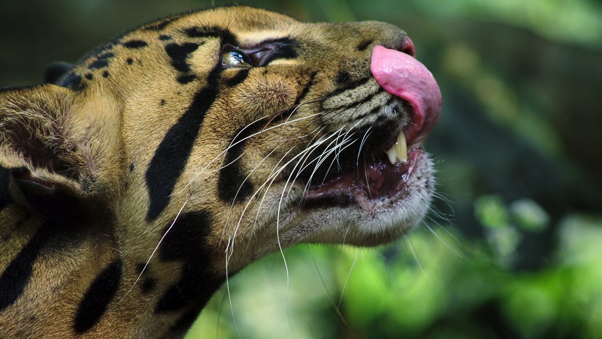 Animal 2021  [S01E01] - Big Cats