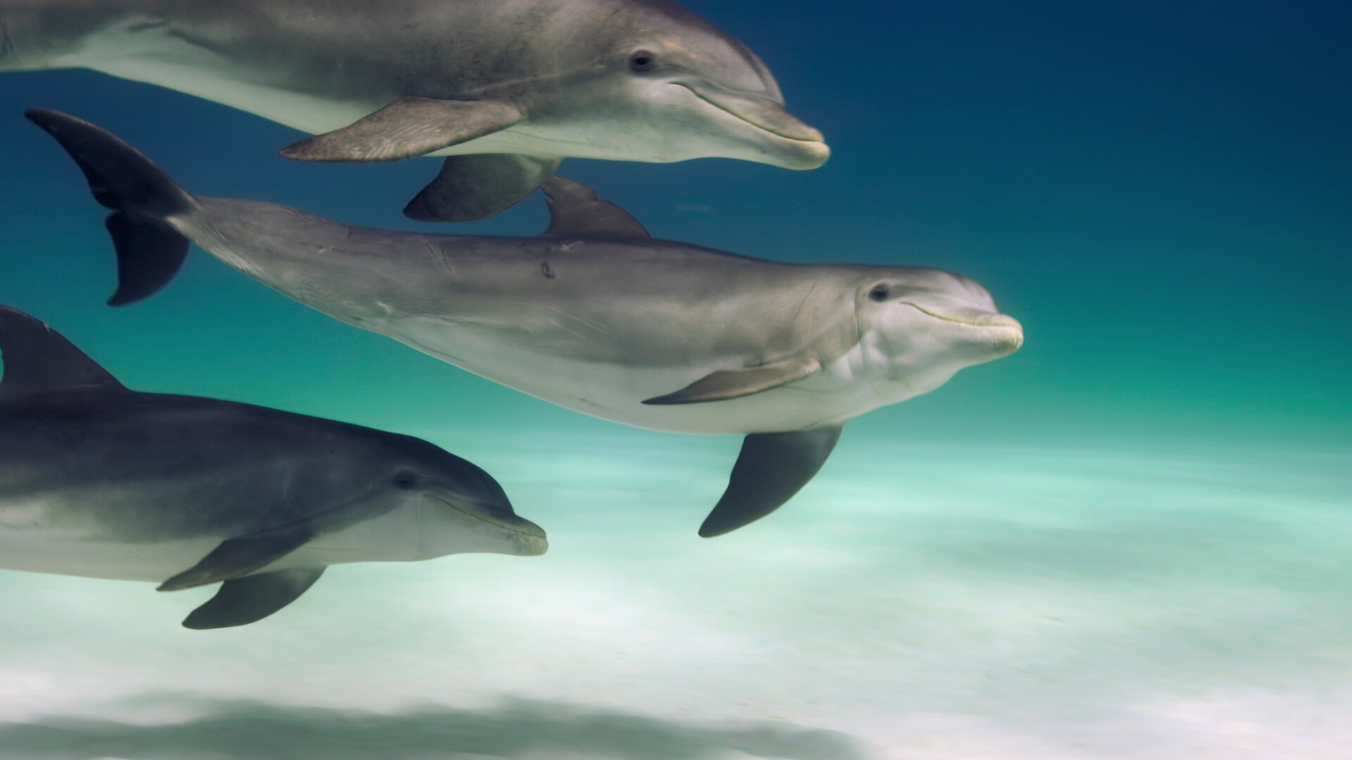 Animal 2022  [S02E04] - Dolphins