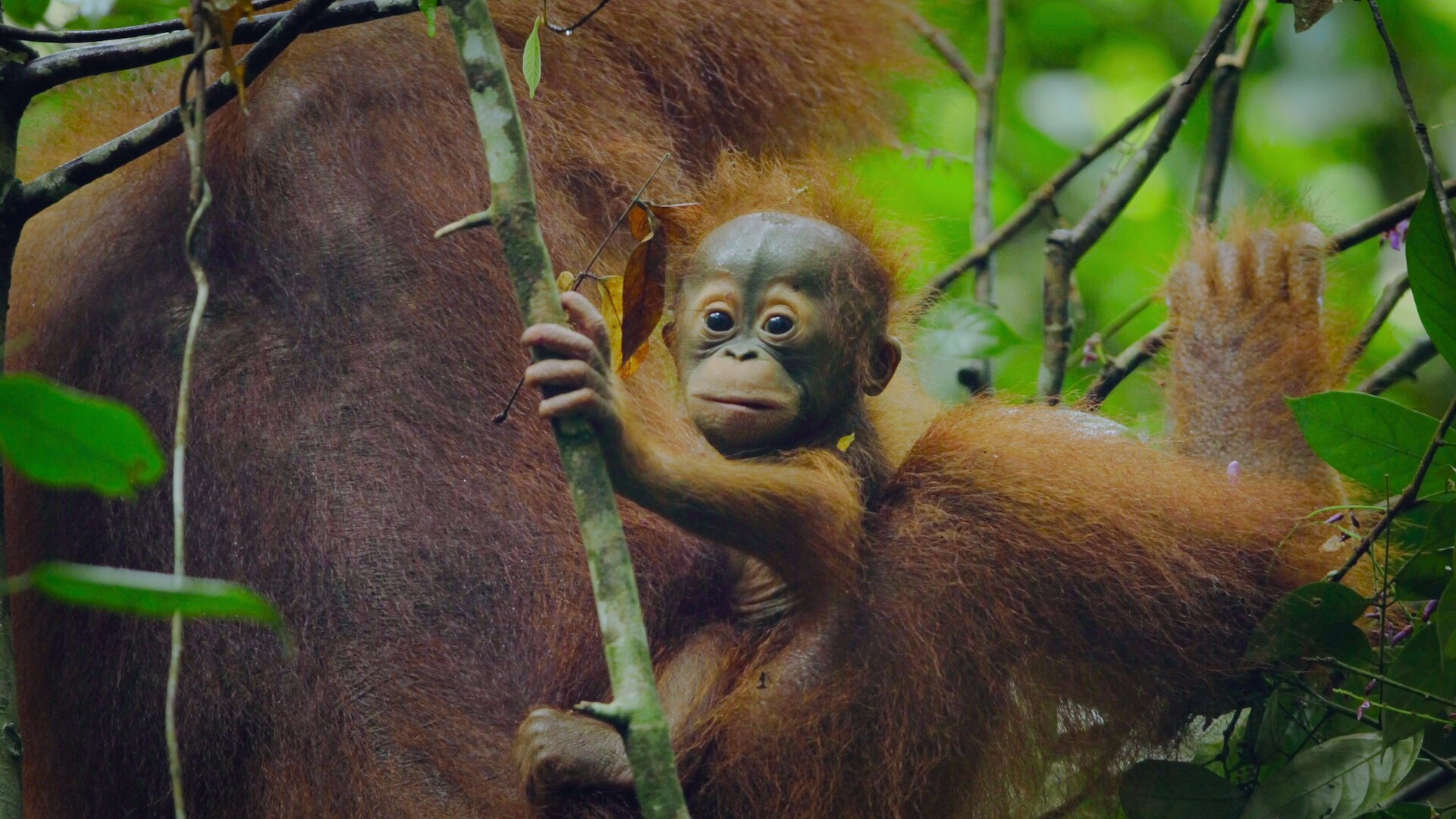 Animal 2022  [S02E01] - Apes