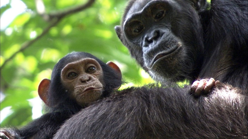 Africa 2013  [S01E03] - Congo