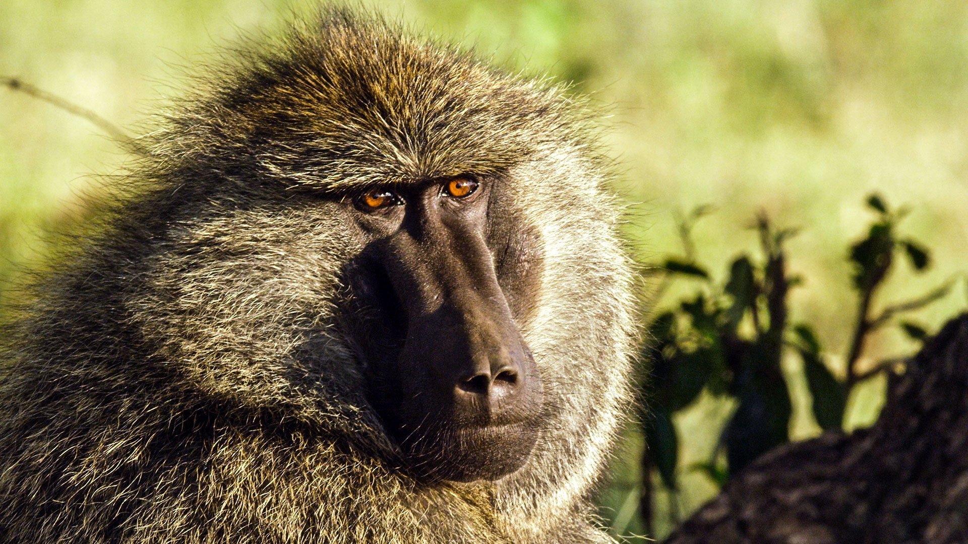 Serengeti 2019  [S01E05] - Exodus