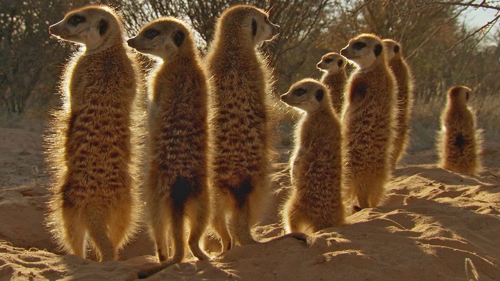 Africa 2013  [S01E01] - Kalahari