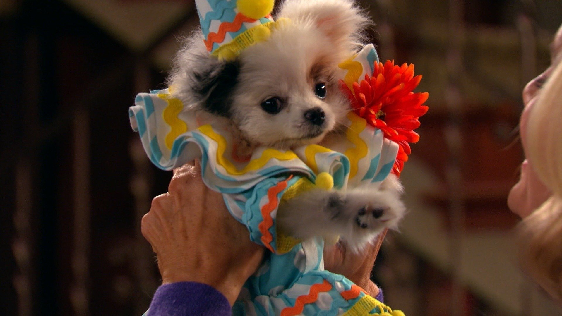 Dog with a Blog 2014  [S03E16] - Stan has Puppies (2)