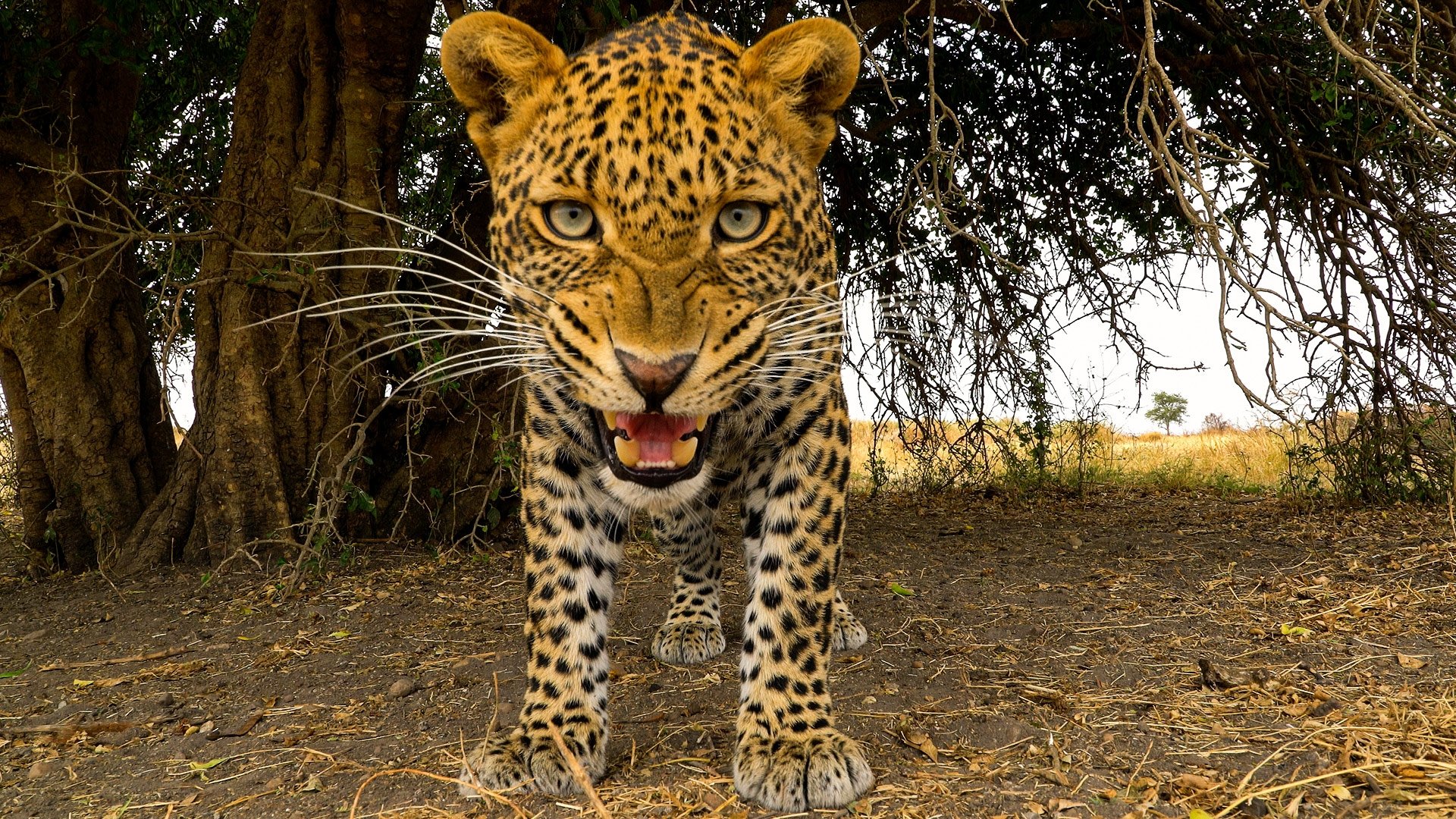 Serengeti 2019  [S01E04] - Misfortune