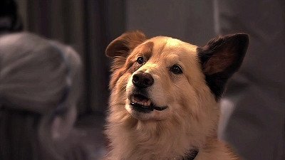 Dog with a Blog 2012  [S01E01] - Stan of the House