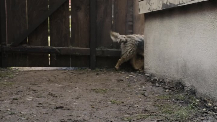 DogMan 2023 