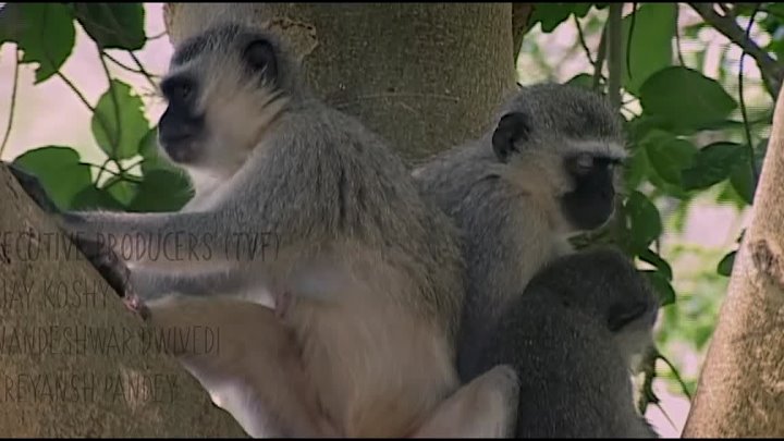 Yeh Meri Family S04 2024 Hindi Completed Web Series HEVC ESub