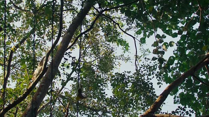 Kishkindha Kaandam 2024 Hindi  Malayalam Dual Audio UnCut South Movie HD ESub