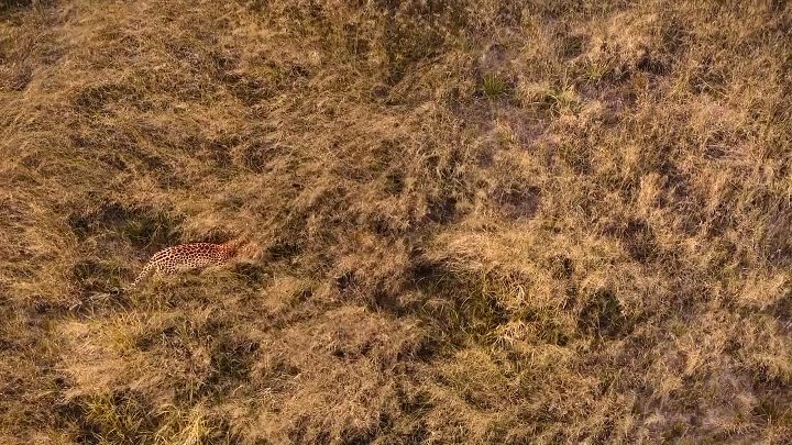 Living with Leopards 2024 English with Subtitles 1080p 