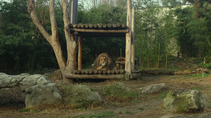 Secret Zoo 2020 Hindi-Korean 1080p BluRay x264 