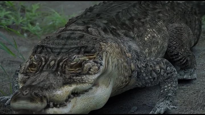 Velociraptor 2020 Hindi-English 1080p WEB-DL x264 