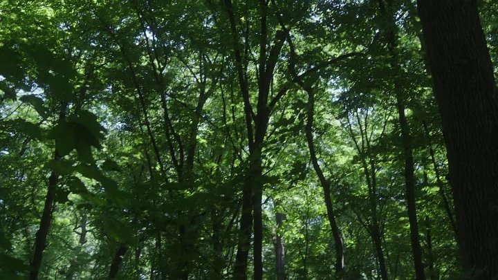 The Nun 2018 Hindi-English 1080p 