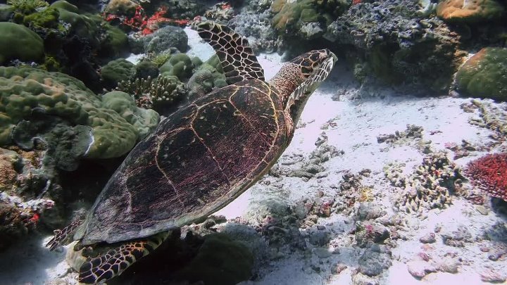 The Requin 2022 Hindi-English 1080p BluRay x264 