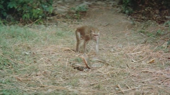 Snake in the Monkeys Shadow 1979 Hindi-English 720p BluRay x264 