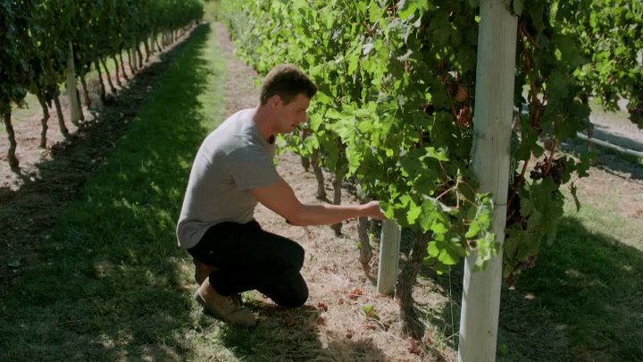 Autumn in the Vineyard 2016 Hindi-English 1080p WEB-DL 